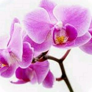 Meet your Posher, Katya